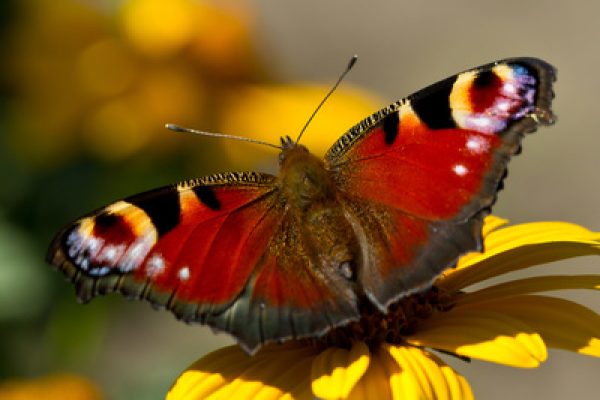 527243_web_R_K_B_by_Frank Hollenbach_pixelio.de